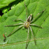 Sac Spider, Elaver sp. (Clubionidae)
