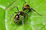 Panther Ant, Neoponera aenescens complex (Formicidae)