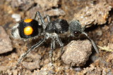 Velvet Ant, Hoplomutilla sp. (Mutillidae)