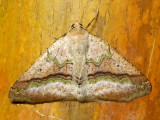 Oligopleura cf. (Geometridae: Larentiinae)