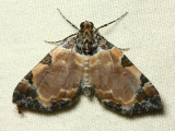 Geometer Moth, Psaliodes sp. (Geometridae: Larentiinae)