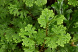 Spikemoss, Selaginella sp. (Selaginellaceae)