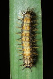 Caterpillar (Nymphalidae)