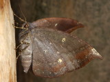 Geometer Moth (Geometridae)