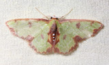 Synchlora cf. (Geometridae: Geometrinae)