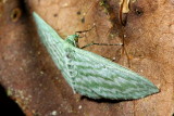 Badwing, Dyspteris crispisulcans (Geometridae: Larentiinae)