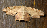 Scoopwing, Calledapteryx sp. (Uraniidae)