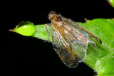 Planthopper, Pintalia cf. (Cixiidae)