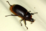 Rhinoceros Beetle, Heterogomphus schoenherri (Scarabaeidae: Dynastinae)