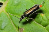 Soldier Beetle (Cantharidae: Silini)