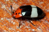 Pleasing Fungus Beetle, Callischyrus insignis (Erotylidae)