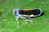 Planthopper, Muirolonia sp. (Cixiidae)