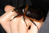 Rhinoceros Beetle, Heterogomphus schoenherri (Scarabaeidae: Dynastinae)