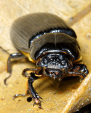 Bess Beetle, Passalus sp. (Passalidae)