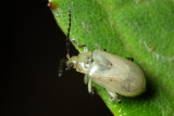Leaf Beetle (Galerucinae)