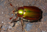 Jewel Scarab (Scarabaeidae: Rutelinae)