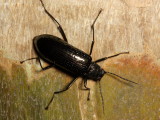 Darkling Beetle, Strongylium sp. (Tenebrionidae)