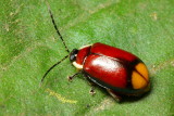 Flea Beetle, Oedioychus cf. (Alticini)