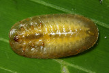 Nympharescus sp. (Cassidinae)