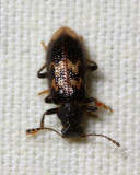 Checkered Beetle, Lebasiella mcclarini (Cleridae)