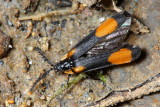 Firefly (Lampyridae)