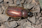 Scarab, Plectris sp. (Scarabaeidae: Melolonthinae)