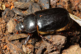 Scarab (Scarabaeidae)