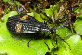 Soldier Beetle (Cantharidae)