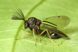Bison Wasp, Kapala sp. (Eucharitidae)