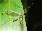 Crane Fly (Tipulidae)