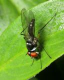 Neotanypeza sp. (Tanypezidae)
