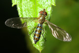 Flower Fly, Toxomerus nasutus (Syrphidae)