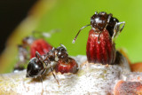 Crematogaster cerasi