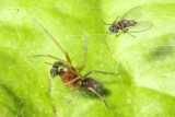 Family Dictynidae - Meshweb Spiders