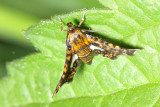 Spotted Thyris, Hodges#6075 Thyris maculata, family Thyrididae