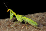 Mantisfly, Zeugomantispa sp. (Mantispidae)