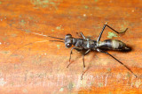 Mantis nymph, Mantoida sp. (Mantoididae)