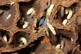 Termite nest (Termitidae: Apicotermitinae)