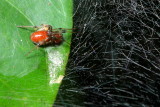 Social Spider, Anelosimus eximus (Theridiidae)