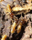 Nasutitermes sp. (Termitidae)