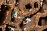 Termite nest (Termitidae: Apicotermitinae)
