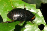 Forest Roach (Blaberidae)