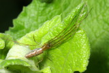 Tetragnatha versicolor