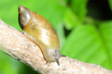 Marsh Snail (Oyxloma sp.)