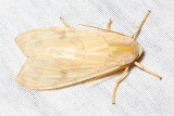 Banded Tussock Moth, Hodges#8203 Halysidota tessellaris