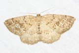 Pale Homochlodes, Hodges#6812 Homochlodes fritillaria
