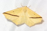Yellow Slant-Line, Hodges#6963 Tetracis crocallata