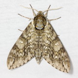 Waved Sphinx, Hodges#7787 Ceratomia undulosa