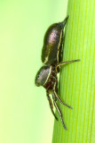 Tutelina elegans