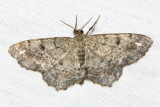 Hypagyrtis sp.